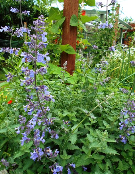 Rain Country Homestead: Medicinal and Garden Benefits of Catnip (Nepetia C... Tincture Benefits, Country Homestead, Stachys Byzantina, Benefits Of Gardening, Garden Insects, Organic Wine, Homemade Remedies, Natural Remedy, Healing Herbs