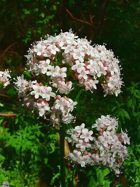 VALERIAN - BALDRIAN - VALERIANA (Valeriana officinalis) Valerian Flower, Valeriana Officinalis, Medieval Garden, Cat Safe Plants, Herbs Medicinal, Wild Herbs, Future Garden, Fast Growing Plants, Herbal Healing