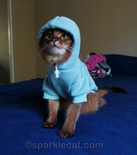 Cats In Hoodies, Cat Wearing Hoodie, Cat With Hoodie, Cats Wearing Clothes, Sweaters For Cats, Cat In Hoodie, Cat Modeling, Cat Mom Sweater, Cat Advice