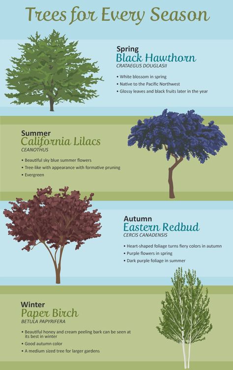 Types Of Trees, Trees For Front Yard, Backyard Trees, Landscaping Trees, Home Landscaping, Garden Landscape Design, Front Yard Landscaping Design, Garden Trees, Garden Layout