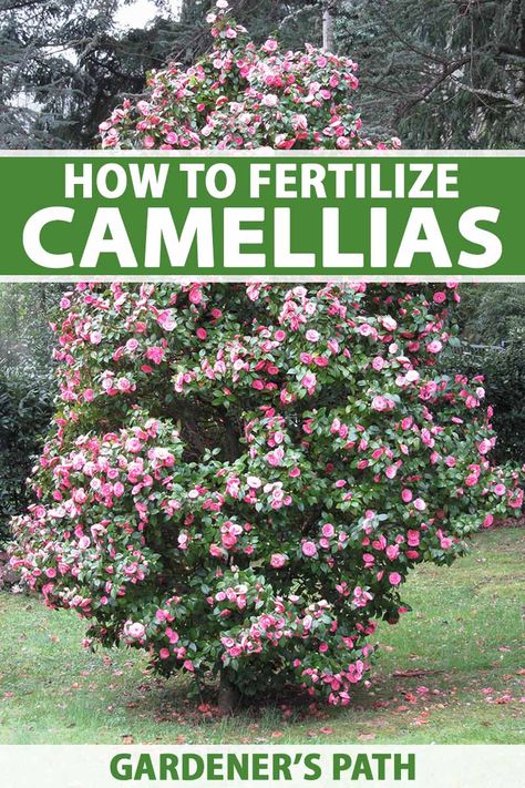 If you want the biggest, most beautiful display possible, you must fertilize your camellias. These plants are heavy feeders and they won't bloom if you forget. Gardener’s Path explains the process so you can do it right. Find all the information you need for success in our guide. #gardening #camellias #gardenerspath Camellia Tree, Camellia Plant, Texas Native Plants, Vegetable Benefits, Camellia Japonica, Garden Entrance, Flower Garden Design, Garden Maintenance, Spring Plants