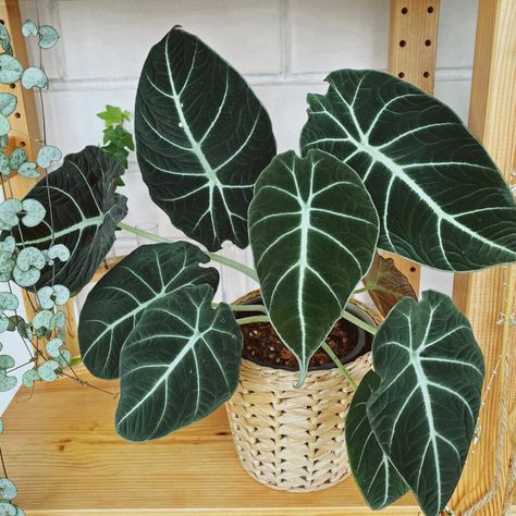 Alocasia Black Velvet (Alocasia Reginula) Alocasia Reginula, Alocasia Varieties, Velvet Alocasia, Velvet Plant, Alocasia Black Velvet, Wishlist Plants, Dark Leaves, Fern Flower, Dream Plants