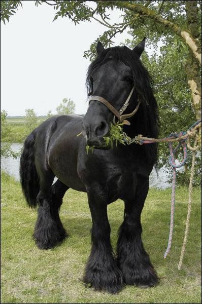 Poitou horse (France) Horse Eating, Calm Nature, American Paint Horse, Clydesdale Horses, Draft Horse, Big Horses, Black Horses, Strong Bones, Friesian Horse