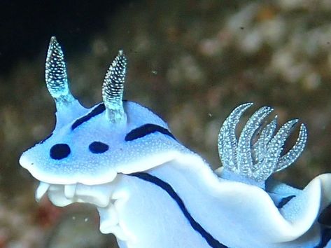 Blue Sea Slug, Sea Bunny, Sea Slugs, Ishigaki, Sea Snail, Sea Slug, Beautiful Sea Creatures, Underwater Creatures, Aquatic Animals