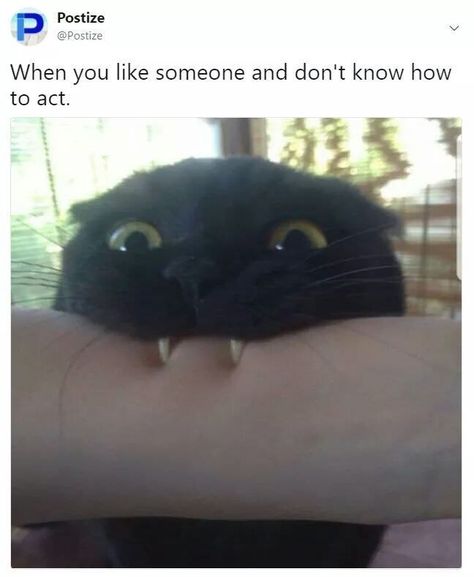 40+ Silly Memes For You To Browse While You Pretend To Work - Memebase - Funny Memes Vampire Cat, Cat Biting, Raspberry Tarts, Match 3, Cat Aesthetic, Silly Cats, Matching Games, Really Funny Pictures, Funny Animal Pictures