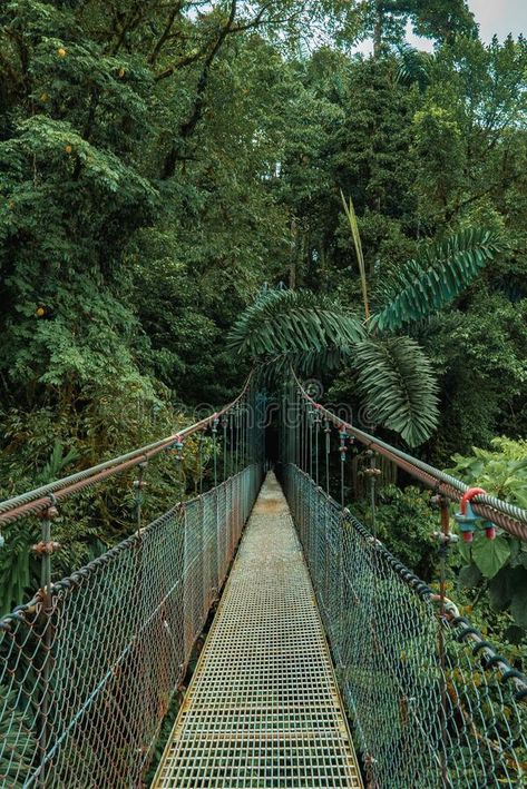 Hanging Bridge, Monteverde Cloud Forest, Costa Rica stock image Cloud Forest Costa Rica, Monteverde Cloud Forest, Hanging Bridge, Tropical Rain Forest, Cloud Forest, Monteverde, Suspension Bridge, Rain Forest, Costa Rica