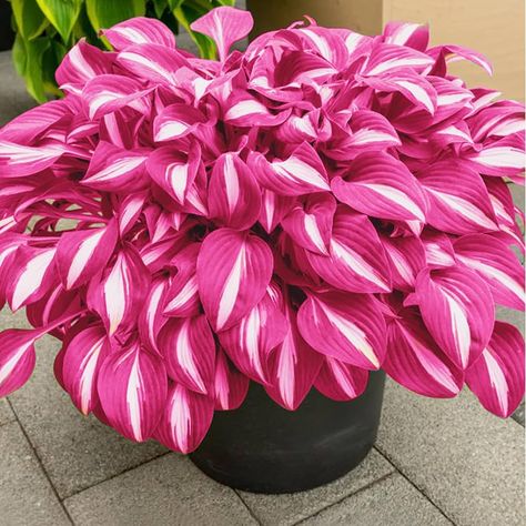 Amazon.com : PLATAGO Hosta Seeds Perennial Hosta Plants Grow Easily Pink Hostas Bulbs for Planting Outdoor Patio Garden Shade Low Maintenance 100pcs : Patio, Lawn & Garden Amazing Flowers Unique, Hosta Seeds, Fall Planting Perennials, Perennials For Shade, Hosta Flower, Hardy Mums, Hosta Care, Black Plants, Evergreen Landscape