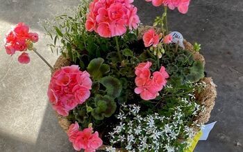 Creating a hanging basket filled with zonal geraniums accented with Diamond Frost is easier than you might think! Let me show you how!While I was back in Illinois earlier this month, I made a visit to my favorite Amish greenhouse. I couldn’t resist purchasing a few zonal geraniums & a couple of pots of Proven Winners Diamond Frost! I thought they would be perfect potted up as a hanging basket as a hostess gift for one of my childhood friends. Zonal Geraniums and a pot of petunias for… Geranium Container Ideas, Geranium Hanging Basket Ideas, Geranium Hanging Baskets, Pink Geranium Planter Ideas, How To Care For Geraniums In Pots, Geraniums In Pots Ideas, Amish Greenhouse, Geraniums In Containers, Geranium Planters