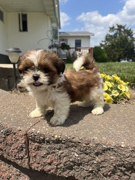 Purebred shih tzu puppiesPurebred shih tzu puppiesShih tzu puppies for sale Shih Tzu For Sale, Imperial Shih Tzu, Teddy Bear Puppies, Shitzu Puppies, Shih Tzu Puppies, Shih Tzu Mix, Cute Animals Puppies, Baby Horses, Shih Tzu Puppy