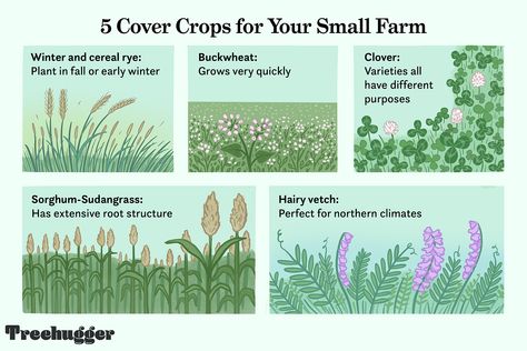 Cover crops can build soil fertility, improve soil structure, and suppress weeds. Here are ten of the best for small-scale farmers. White Dutch Clover, Npk Fertilizer, Sustainable Homestead, Nitrogen Fixation, Cover Crops, Farm Layout, Grasses Garden, Home Vegetable Garden, Top Soil