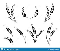 Bakery Set Of Wheat Ears Icon Logo Stock Vector - Illustration of drawn, cereal: 161054017 Wheat Sketch, Wheat Drawing, Wheat Tattoo, Wheat Decorations, Rye Grain, Virgo Tattoo, Wheat Design, Bakery Logo, Create Digital Product