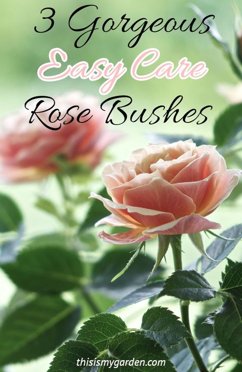 Front Yard Rose Bushes Landscaping Ideas, Rose Bushes In Front Of House, Rose Bushes Landscape Backyards, Rosebush Landscaping Ideas, Rose Bushes Landscape Front Yards, Knockout Roses In Landscaping, Roses Landscaping Ideas, Rose Bushes Landscape, Planting Rose Bushes