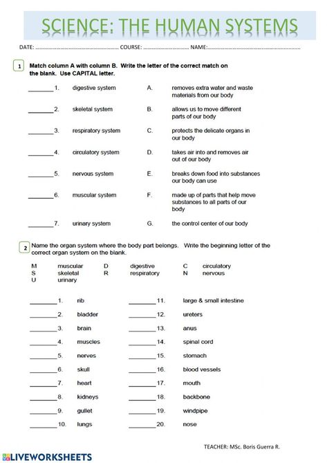 Anatomy And Physiology Worksheets Free Printable, Human Growth And Development Notes, Body Systems Worksheets Free Printable, Anatomy Worksheets Printables, Human Body Systems Worksheets, Anatomy And Physiology Worksheets, Muscular System Worksheet, Medical Worksheets, Human Anatomy Worksheets