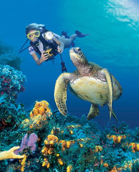 Underwater camera and photography absolutely a dream job! Snorkeling Pictures, Sea Turtle Wallpaper, World Underwater, Turtle Wallpaper, Scuba Diving Photography, Underwater Pictures, Turtle Drawing, Turtle Tank, Underwater Camera