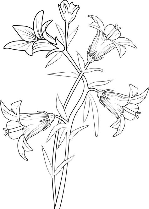 Ceeping bellflower drawing, Sketch virginia bluebells drawing, Bluebells Flower Drawing, Bellflower Drawing, Bluebells Drawing, Bluebell Drawing, Creeping Bellflower, Bluebell Tattoo, Flower Lines, Virginia Bluebells, Blue Bell Flowers