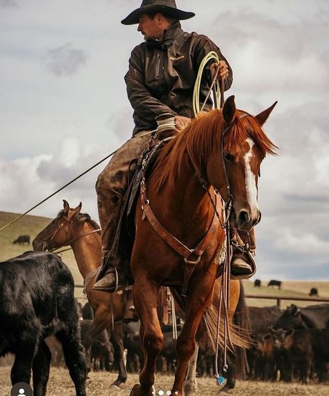 Long Live Cowboys | #longlivecowboys 📸 @tlbarphotography | Instagram Long Live Cowboys, Long Live, Wild West, Rodeo, Cowboy, Horses, Instagram