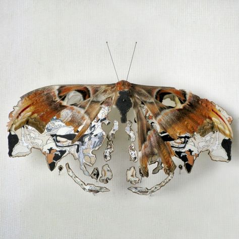 Broken Butterflies. Anne ten Donkelaar.   using bits of old maps to mend Decay Art, Atlas Moth, Growth And Decay, Bijoux Art Nouveau, Gcse Art, A Level Art, Natural Forms, Art Plastique, Textile Art