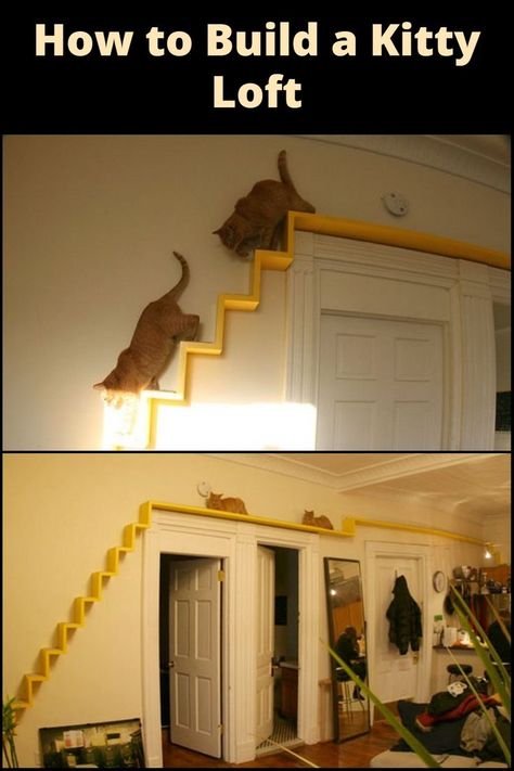 Diy Cat Stairs, Wall Above Stairs Decor, Stairs For Cats, Above Stairs Decor, Cats Climbing, Cool Stairs, Cat Ramp, Cat Habitat, Cat Climbing Tower