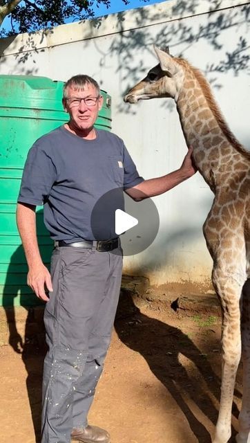 Ivan Carter on Instagram: "This is Layla the baby giraffe she was abandoned her mother and has been given a much needed second chance! 🦒🙌🏻 
•
•
•
#giraffe #babyanimals #ivancarter #wow #secondchance #amazing #instagram #reels #viralvideo #conservation #endangeredspecies" Giraffe Videos, Kissing Giraffes, Giraffe Funny, Funny Giraffe, Cute Giraffe, Baby Giraffe, Much Needed, Instagram Reels, Endangered Species