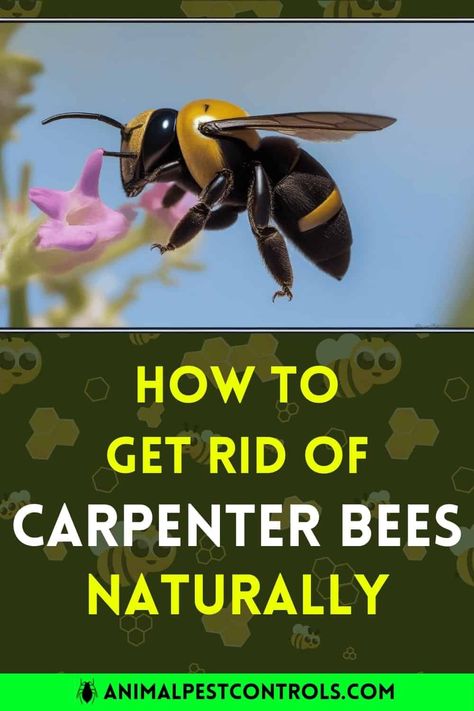 How to Get Rid of Carpenter Bees Naturally? | Carpenter Bee Repellent Diy, Carpenter Bees How To Get Rid Of, How To Get Rid Of Carpenter Bees, Bee Spray, Bee Repellent, Getting Rid Of Bees, Repellent Diy, Landscape Fence, Bee Houses