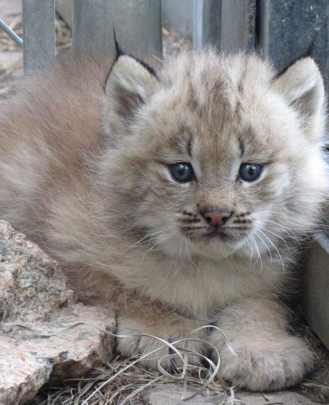 1_Lynx kittens outside - (2) Lynx Kitten, Canada Lynx, Tattoo Nature, Animals Tattoo, Cheyenne Mountain, Cats Kittens, Wildlife Animals, Cool Pets, Lynx