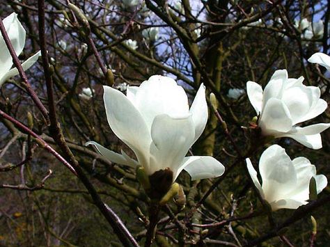 Yulan Magnolia street tree Yulan Magnolia, Magnolia Denudata, Magnolia Soulangeana, Tulip Magnolia, Art Deco Garden, Early Spring Flowers, Purple And White Flowers, Purple Lily, Open Flower