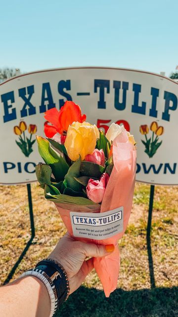 Texas Tulips Outfit, Tulip Picking Outfit, Tulip Picking, Texas Tulips, Field Pics, Texas Aesthetic, American Vibes, 2025 Vibes, Texas Spring