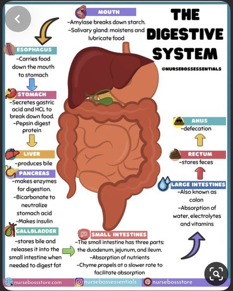 Gastrointestinal System Notes, Gi System Nursing, Human Anatomy And Physiology Notes, Digestive System Notes, Emt Study, Nursing School Essential, Nursing School Motivation, Medical School Life, Basic Anatomy And Physiology