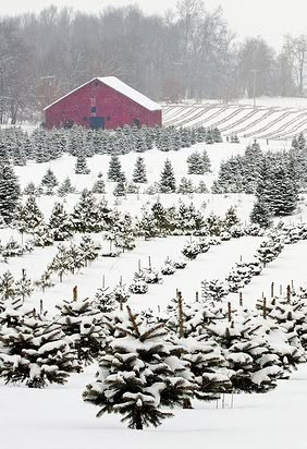 Old Christmas Tree Farm... Cold Photos, I Love Winter, Old Christmas, Winter Scenery, Winter Beauty, Tree Farm, Christmas Tree Farm, To Infinity And Beyond, Tree Farms