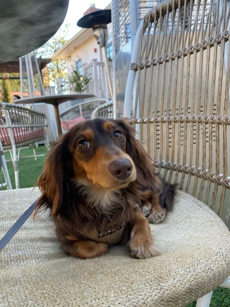 Long Hair Sausage Dog, Weener Dogs Long Hair, Chocolate And Tan Dachshund Long Hair, Long Hair Dauchand Puppy, Black And Tan Long Haired Dachshund, Brown Long Haired Dachshund, Chocolate Long Haired Dachshund, Long Haired Sausage Dog, Chocolate And Tan Dachshund