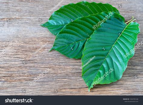 Mitragyna Speciosa, Medicinal Plants, Infographic Design, Design Illustration, Garden Plants, Plant Leaves, Illustration Design, Royalty Free Stock Photos, Stock Images