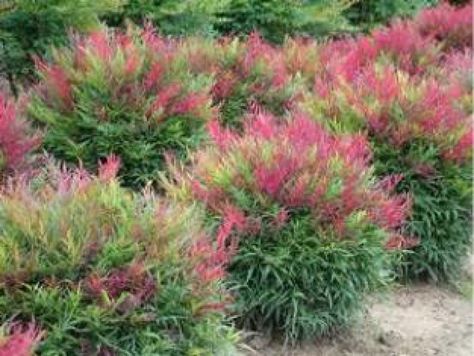 Spirea Shrub, Heavenly Bamboo, Nandina Domestica, Shrubs For Landscaping, Landscaping Shrubs, Magnolia Gardens, Front Landscaping, Garden Shrubs, Have Inspiration