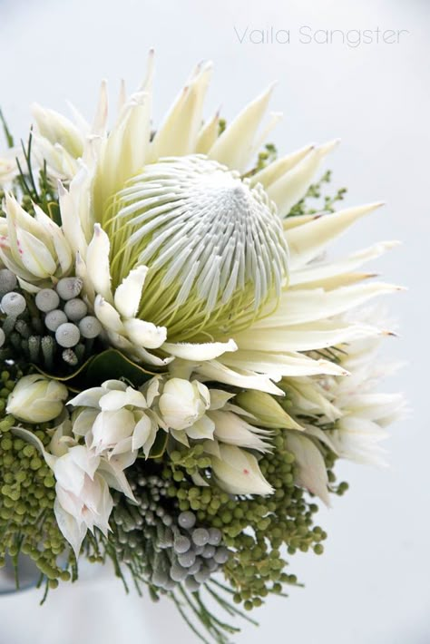 The white King protea. Absolutely beautiful and just as rare, the white king is totally fabulous no matter what you decide to do with it. White Protea Flower, White King Protea Wedding Bouquet, White King Protea Bouquet, White Protea Arrangement, Rare Flower Bouquet, White Protea Bouquet Wedding, White Protea Bouquet, White Protea Wedding, Protea Flower Arrangements