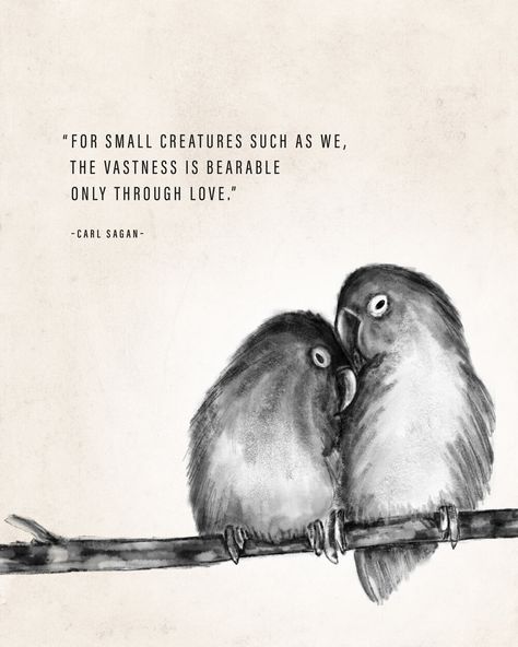 Adorable illustration of lovebirds coupled with one of my favorite Carl Sagan quotes. www.studio176.work Bird Lover Quotes, Quotes For Birds Life, Love Birds Quotes, Lovebird Illustration, Bird By Bird Quotes Anne Lamott, Lovebirds Art, Bird Quotes, Simple Quotes, Carl Sagan