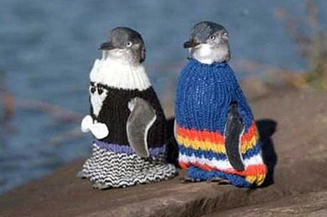 sweaters for little penguins People Amaze Me, Fairy Penguin, Bears In Love, Penguin Awareness Day, Field Mice, Penguin Sweater, Penguin Pictures, Blue Penguin, Penguins And Polar Bears