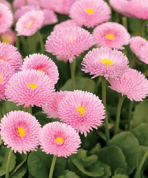 Polar Pink - English Daisy English Daisies, English Daisy, Pink Perennials, Grow Shop, Pink Daisies, Sweet Flowers, Flowers Growing, Beautiful Pink Flowers, Flower Collection