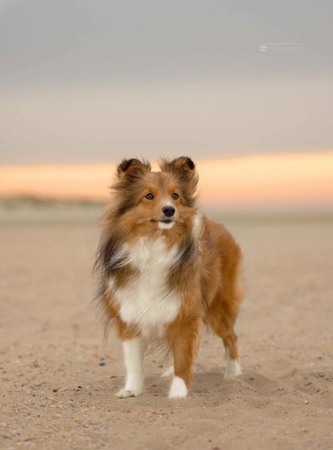 Shetland Sheepdog Puppy, Sheepdog Puppy, Shetland Sheepdog Puppies, Cutest Puppy Ever, Sheltie Dogs, Dog Mum, Shetland Sheepdog, Dog Breed, Cute Puppies