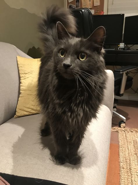 Dusty, my kitty (nebelung) Nebelung Cat Aesthetic, Nebelung Kitten, Pics Of Cute Cats, Nebelung Cat, Nebelung, Cat Lounge, Grey Kitten, Cute Animals Images, One Eye