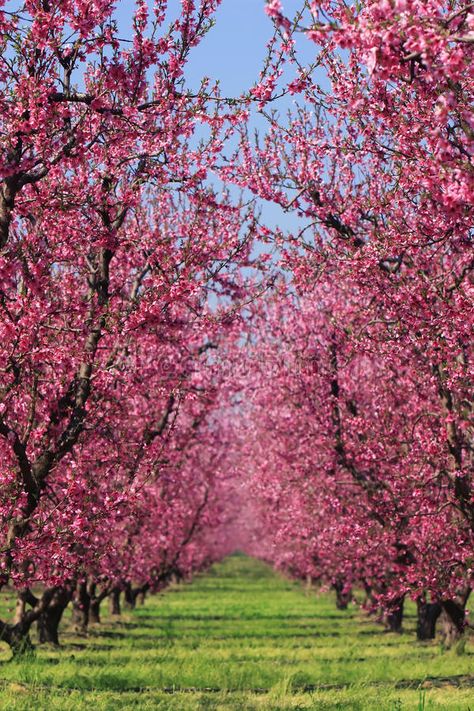 Cherry Orchard in Spring. Cherry blossoms in full bloom in a cherry orchard, fad , #Ad, #blossoms, #full, #Spring, #Cherry, #Orchard #ad Spring Cherry Blossoms, Peach Orchard, Cherry Orchard, Orchard Wedding, Sakura Tree, Peach Trees, Banner Background Images, Pink Trees, Cherry Blossom Tree