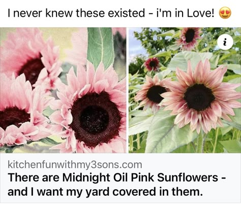 Midnight Oil, Goth Garden, Flower Language, Pink Sunflowers, Future Garden, Flower Meanings, Nothing But Flowers, Garden Inspo, Language Of Flowers