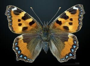 Bilateral Symmetry - Definition and Examples | Biology Dictionary Bilateral Symmetry, Insect Life Cycle, Vanessa Cardui, Butterfly Bedding, Butterfly Images, Beautiful Bugs, Principles Of Design, Human Male, Butterfly Painting