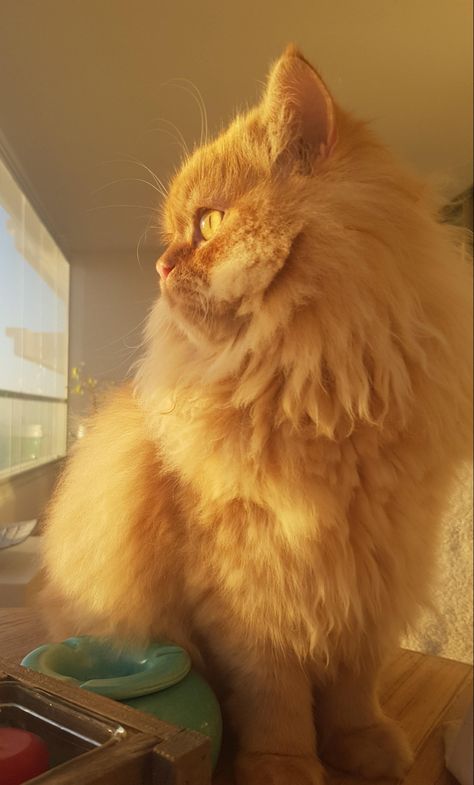 Ginger Cat Aesthetic Fluffy, Aesthetic Persian Cat, Orange Persian Cat Aesthetic, Ginger Persian Kitten, Ginger Fluffy Cat, Persian Cat Aesthetic, Ginger Persian Cat, Fluffy Ginger Cat, Orange Persian Cat