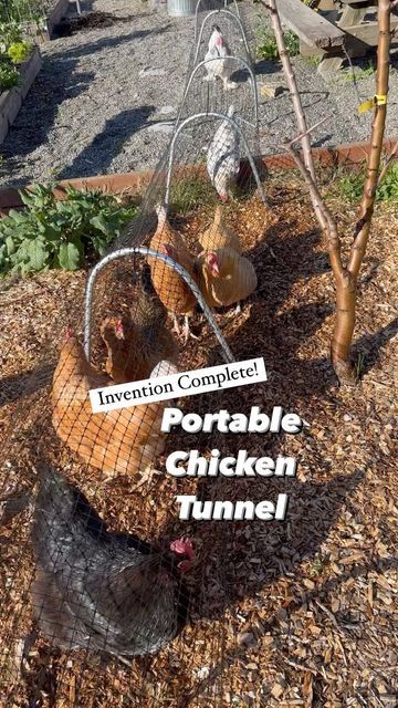 Chicken Run Lean To, Chicken Tunnel To Run, Diy Chicken Tunnel, Chicken Tunnel Around Garden, Diy Chicken Tunnel How To Build, Chicken Tunnel, Chicken Coop With Tunnel, Chunnel Chicken Tunnel Diy, Chunnel Chicken Tunnel