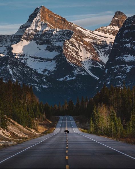 Canadian Rockies Photography, Banff Road Trip, Blowin' In The Wind, Icefields Parkway, Beautiful Roads, Camping Destinations, Dog Camping, Frame Ideas, Camping Fun