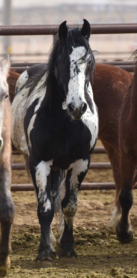 Cheval Pie, Three Horses, Wild Horses Photography, Horse Markings, Cute Horse Pictures, Barrel Racing Horses, Mustang Horse, Bureau Of Land Management, Majestic Horse