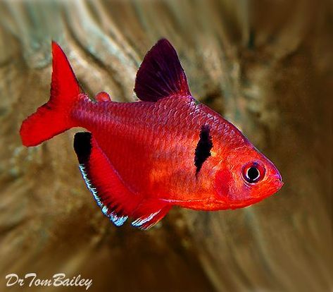 Serpae Tetra, Tetra Fish, Ikan Air Tawar, Saltwater Aquarium Fish, Tropical Fish Aquarium, Tropical Fish Tanks, Tropical Freshwater Fish, Fresh Water Fish Tank, Fish Breeding