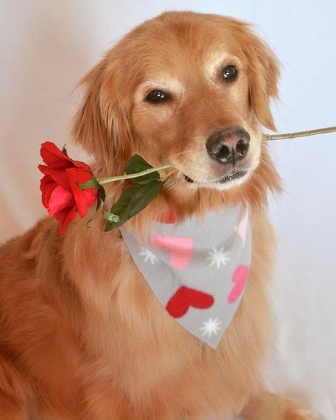 Dog Calendar, Valentines Day Dog, A Golden Retriever, Hey Love, Dog Rooms, Dog Valentines, Dog Hacks, Happy Puppy, Pet Puppy