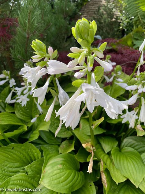 "Exploring the Best Fragrant Flowering Hostas for Your Garden" Hosta Gardens, Good Things