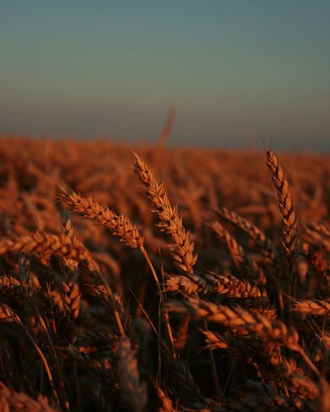 Warrior Cats Clans, Rock N Roll Aesthetic, Irish Goddess, Golden Wheat, Wheat Field, Cosmetic Sets, Wheat Fields, Fields Photography, Forest Fairy