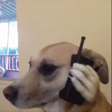 New party member! Tags: dog cell phone dog on phone Funny Dog Pictures, Animal Facts, Pet Sitters, Dog Gifs, Funny Animal Pictures, Animal Memes, Animal Gifs, Funny Kids, Funny Photos